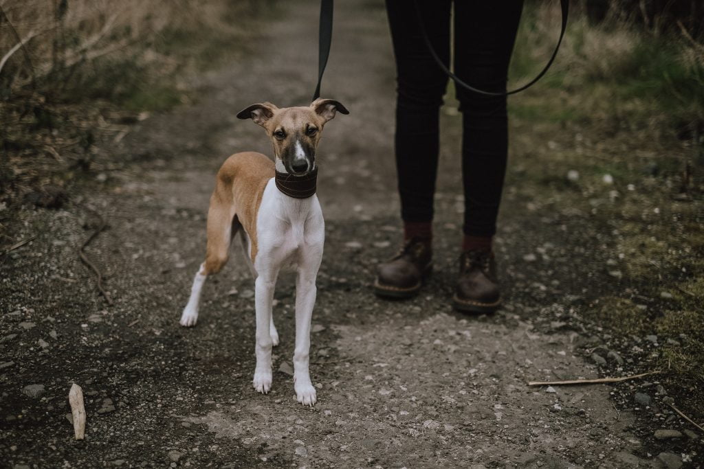 a dog standing next to a person